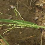 Panicum gilvum