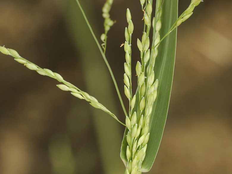 Panicum gilvum