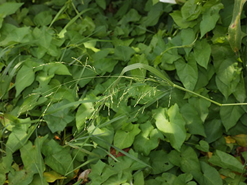 Panicum gilvum