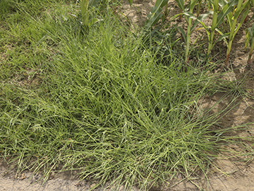 Panicum gilvum