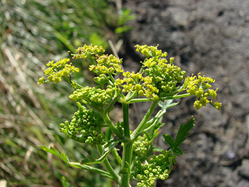 Pastinaca sativa