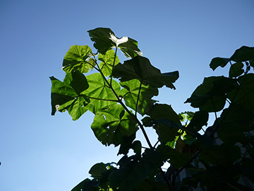 Paulownia tomentosa