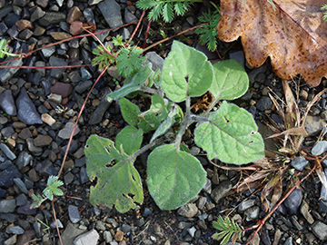 Physalis peruviana
