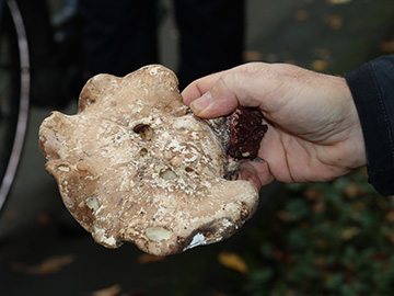 Piptoporus betulinus