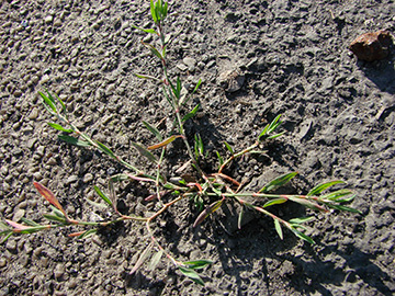 Polygonum aviculare