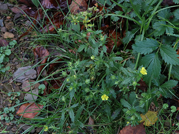 Potentilla norvegica