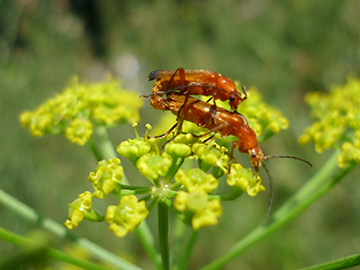 Rhagonycha fulva