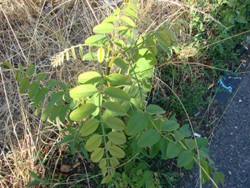Robinia pseudoacacia