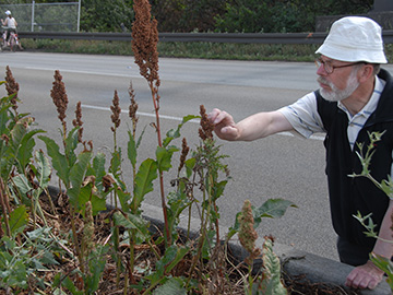 Rumex patientia