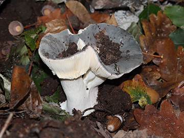 Russula parazurea