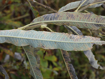 Salix gmelinii