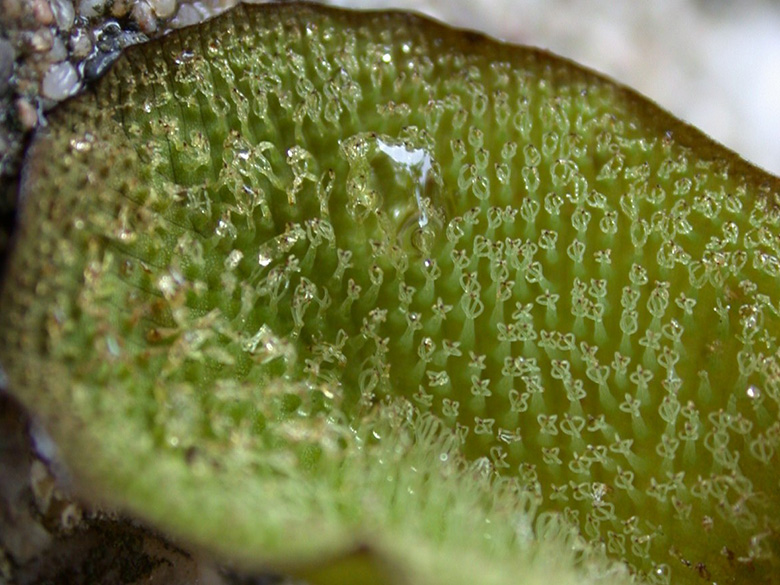 Salvinia auriculata