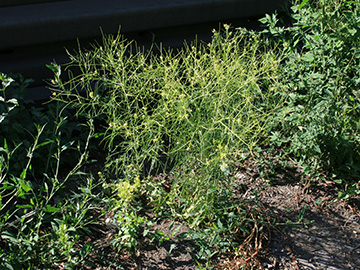 Sisymbrium altissimum