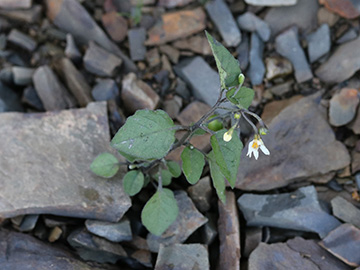 Solanum nigrum