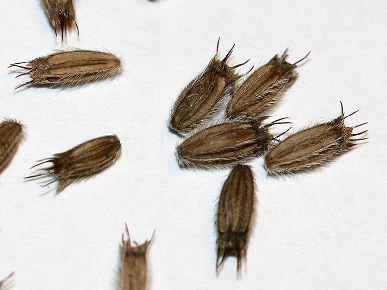 Succisa pratensis