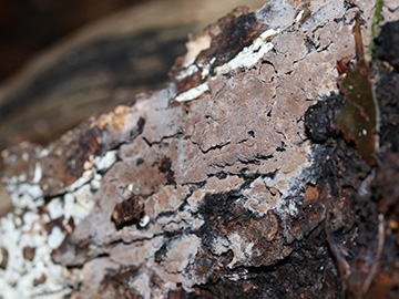 Thelephora wakefieldiae