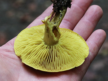 Tricholoma sulphureum