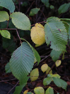 Ulmus laevis