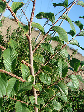 Ulmus minor