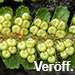 Veröff. Lubienski & Jessen, Dryopteris cambrensis