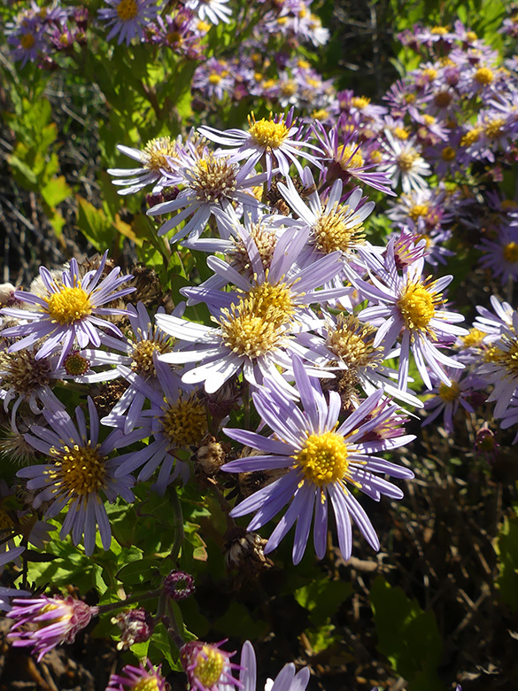 Aster ageratoides