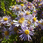 Aster ageratoides