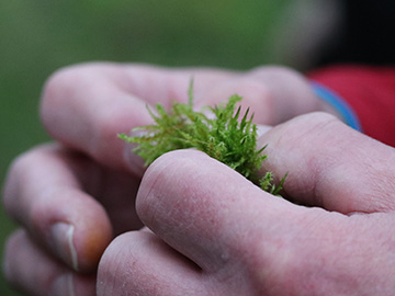 Calliergionella cuspidata