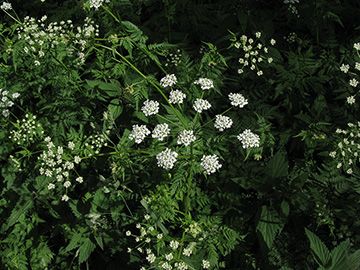 Chaerophyllum aureum