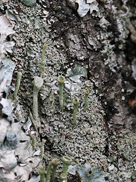 Cladonia fimbriata