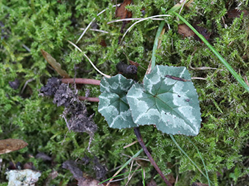 Cyclamen hederifolium