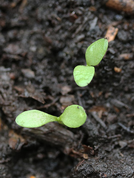 Dianthus carthusianorum