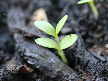 Dianthus carthusianorum