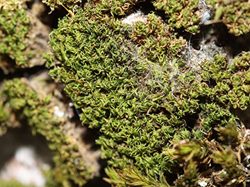 Dicranoweisia cirrata