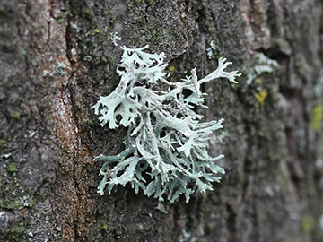 Evernia prunastri