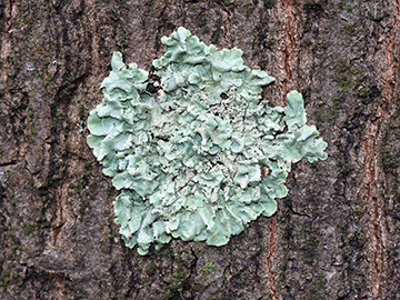 Flavoparmelia caperata