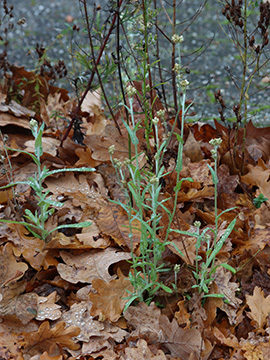 Helichrysum luteoalbum