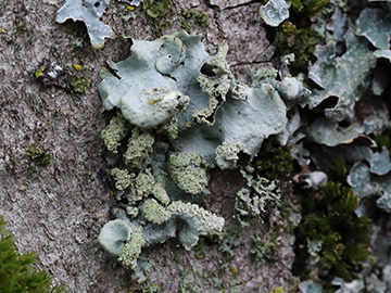 Hypotrachyna afrorevoluta