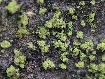 Klebsormidium crenulatum