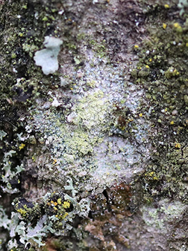 Lecanora barkmaniana