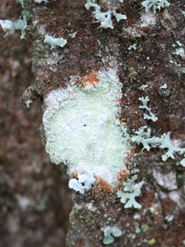 Lecanora compallens