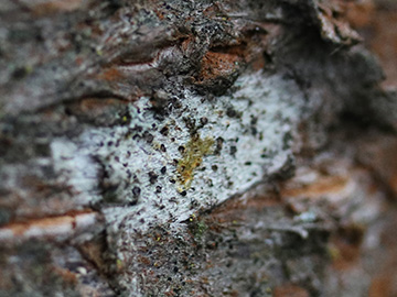 Lecidella elaeochroma