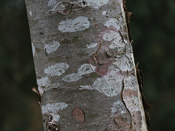 Lecidella elaeochroma