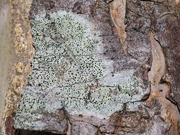 Lecidella elaeochroma