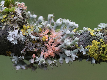 Marchandiomyces aurantiacus