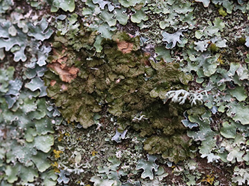 Melanelixia glabratula