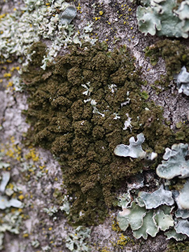 Melanohalea elegantula