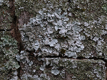 Parmelina tiliacea