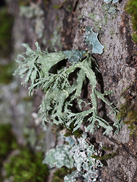 Ramalina farinacea