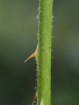 Rubus imitans