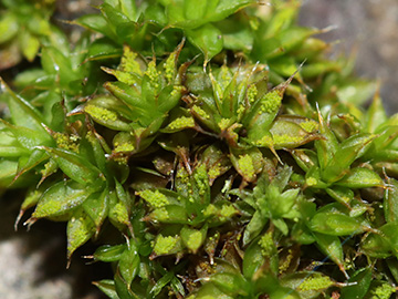 Syntrichia papillosa